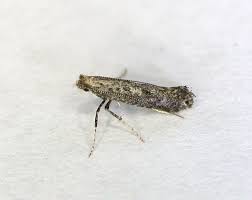 Attēlu rezultāti vaicājumam “Parornix anglicella”