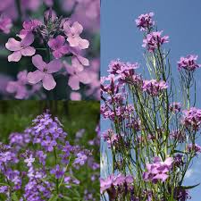 Attēlu rezultāti vaicājumam “Hesperis matronalis”
