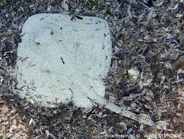 Image result for Raja radula