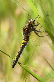Attēlu rezultāti vaicājumam “Leucorrhinia rubicunda”