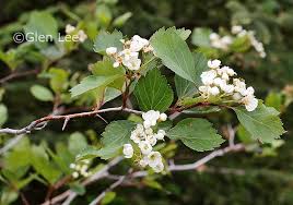 Attēlu rezultāti vaicājumam “Crataegus macracantha flower”
