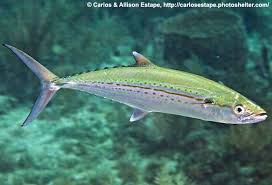 Image result for Scomberomorus maculatus