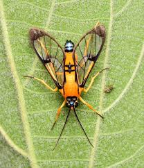 Attēlu rezultāti vaicājumam “Cribraria costata macro”