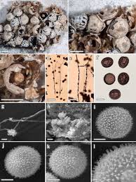 Attēlu rezultāti vaicājumam “Diderma tigrinum stalked”