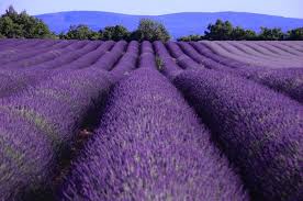 Image result for Lavendel