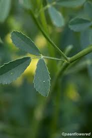 Attēlu rezultāti vaicājumam “Melilotus officinalis leaf”