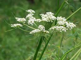 Attēlu rezultāti vaicājumam “Peucedanum palustre”