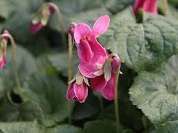 Image result for Veilchen