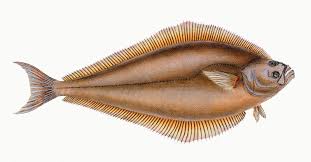 Image result for Hippoglossus hippoglossus