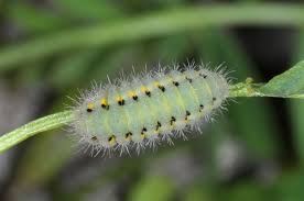 Attēlu rezultāti vaicājumam “Zygaena lonicerae larva”