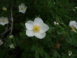 Image result for Rosengewächse