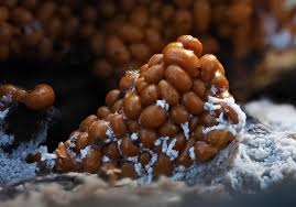 Attēlu rezultāti vaicājumam “Physarum auriscalpium young”