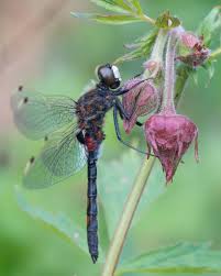 Attēlu rezultāti vaicājumam “Leucorrhinia rubicunda male”