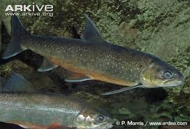 Image result for Salvelinus alpinus oquassa
