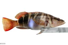 Image result for Serranus atricauda