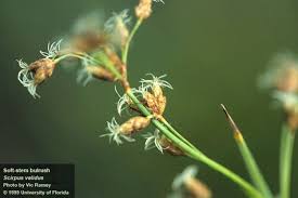 Attēlu rezultāti vaicājumam “Scirpus sylvaticus bud”