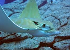 Image result for Aetomylaeus bovinus