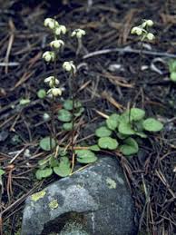 Attēlu rezultāti vaicājumam “Pyrola minor flower”