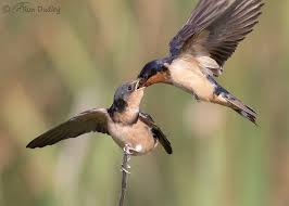 Attēlu rezultāti vaicājumam “Hirundo rustica adult”