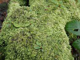 Attēlu rezultāti vaicājumam “Pseudotaxiphyllum elegans macro”