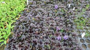 Attēlu rezultāti vaicājumam “Ajuga pyramidalis leaf”