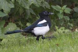 Attēlu rezultāti vaicājumam “Pica pica adult”