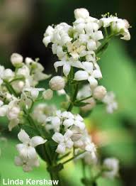 Attēlu rezultāti vaicājumam “Galium boreale fruit”