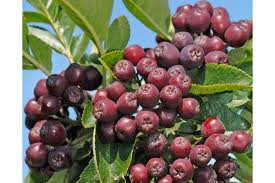 Attēlu rezultāti vaicājumam “x Sorbaronia fallax”