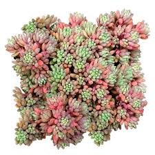 Attēlu rezultāti vaicājumam “Sedum hispanicum fruit”