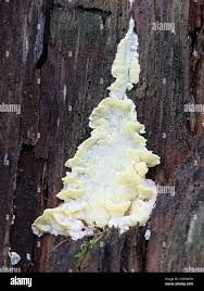 Attēlu rezultāti vaicājumam “Flaviporus citrinellus”