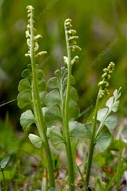 Attēlu rezultāti vaicājumam “Botrychium lunaria”