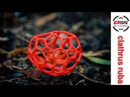 Attēlu rezultāti vaicājumam “Clathrus ruber”