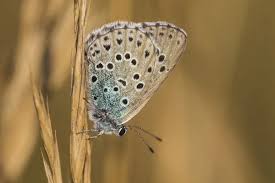 Attēlu rezultāti vaicājumam “Phengaris arion”