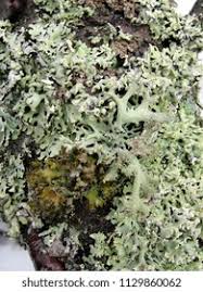 Attēlu rezultāti vaicājumam “Pseudevernia furfuracea”