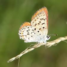 Attēlu rezultāti vaicājumam “Lycaeniinae”