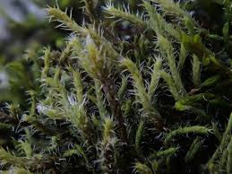 Attēlu rezultāti vaicājumam “Tritomaria exsecta”