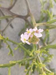 Attēlu rezultāti vaicājumam “Cakile maritima subsp. baltica”