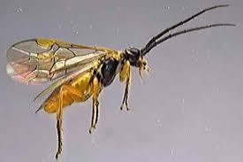 Attēlu rezultāti vaicājumam “Nematus ribesii larva”