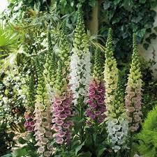 Image result for Digitalis purpurea