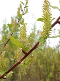 Attēlu rezultāti vaicājumam “Salix triandra fruit”