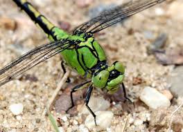 Attēlu rezultāti vaicājumam “Ophiogomphus cecilia”