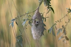 Attēlu rezultāti vaicājumam “Remiz pendulinus adult”