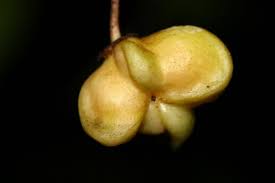 Attēlu rezultāti vaicājumam “Euonymus verrucosus fruit”
