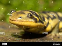 Attēlu rezultāti vaicājumam “Diderma tigrinum stalked”