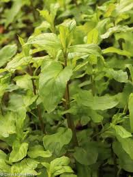 Attēlu rezultāti vaicājumam “Mentha aquatica leaf”