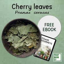 Attēlu rezultāti vaicājumam “Cerasus leaf”