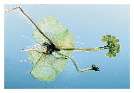 Attēlu rezultāti vaicājumam “Aloina rigida sporophyte”