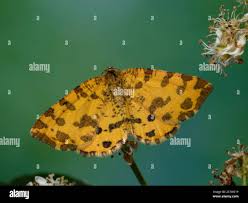 Attēlu rezultāti vaicājumam “Pseudopanthera macularia”