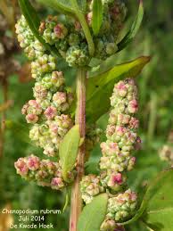 Attēlu rezultāti vaicājumam “Chenopodium rubrum flower”