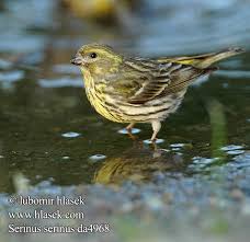 Image result for Serinus serinus